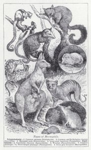 Types of marsupials by English School