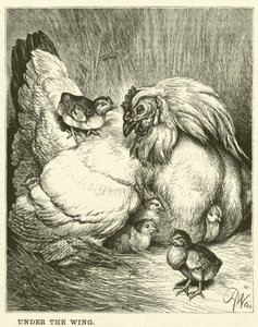 Under the Wing