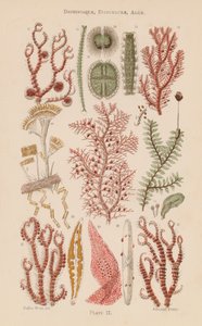 Under the microscope: Desmidiaceae, Diatomaceae, Algae by English School