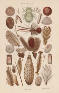 Under the Microscope: Insects