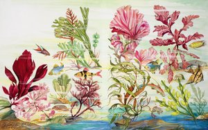 Underwater Plants