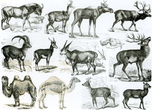 Ungalata or Hoofed Animals