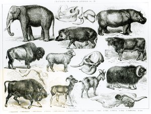 Ungulata or Hoofed Animals