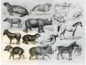 Ungulata or Hoofed Animals