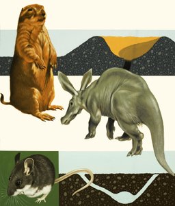 Unidentified animals montage including prairie dog and aardvark by English School
