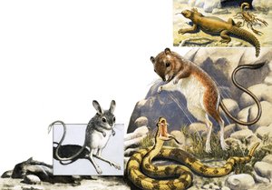 Unidentified Animals Montage with Jerboa, Snake and Scorpion by English School