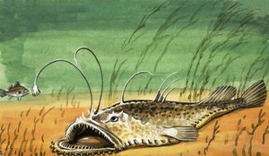 Unidentified fish