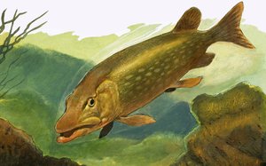 Unidentified Fish