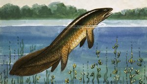 Unidentified Fish