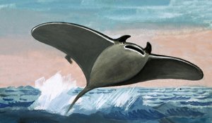 Unidentified flying fish