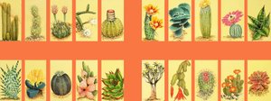 Unidentified Montage of Cacti by English School