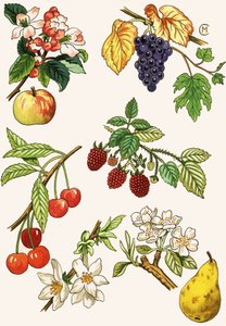 Unidentified Montage of Fruit and Berries