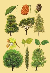 Unidentified montage of trees and leaves by English School