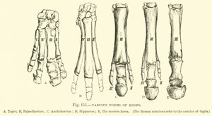 Various Forms of Hoofs by English School