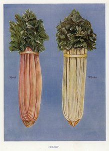 Vegetable Grower