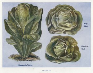 Vegetable Grower