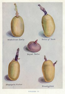 Vegetable Grower