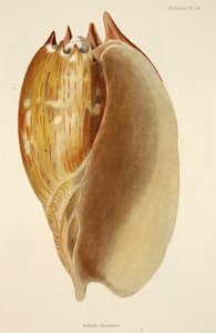 Veluta Georgina, from The Mollusca and Radiata, pub. 1833