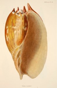 Veluta Georgina, Hand Coloured Engraving