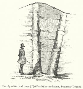 Vertical trees, Sigillaria, in sandstone, Swansea, Logan by English School