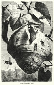 Vespa sylvestris and Nest by English School