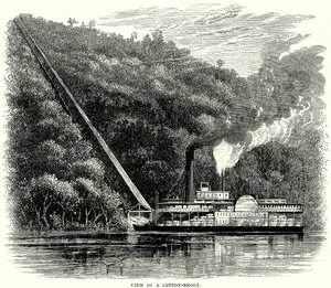 View of a Cotton-Shoot