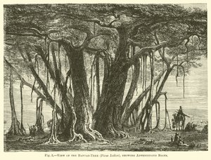 View of the Banyan-Tree (Ficus Indica), showing Adventitious Roots by English School