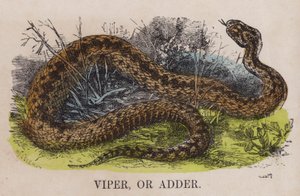 Viper or Adder by English School