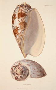 Voluta Miltonis, hand coloured engraving