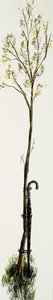 Walking Stick with Tree by English School