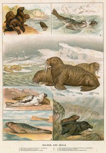 Walrus and Seals by English School