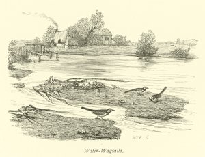 Water-Wagtails by English School