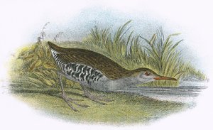 Water Rail