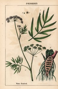 Water hemlock showing leaves, root structure and flowers. Cicuta virosa, from 