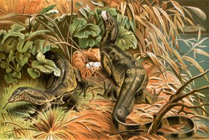 Water monitors robbing a nest by English School
