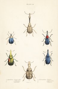Weevils: Attelabus longicollis, Attelabus gemmatus, Attelabus ruficollis, Byctiscus populi, Rhycnhites pubescens, and Rhynchites collaris by English School