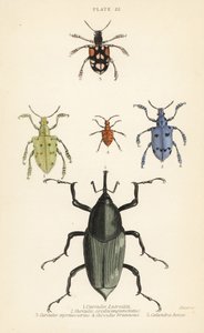 Weevils and beetles: Curculio latreillii, Curculio sexdecempunctatus, Trichaptus mutillarius, Pissodes castaneus and Calandra heros by English School