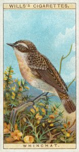 Whinchat