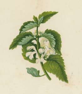 White Dead Nettle, Lamium Album by English School