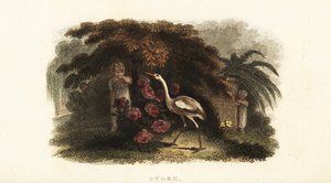 White stork, Ciconia ciconia, playing hide and seek with children in a garden by English School