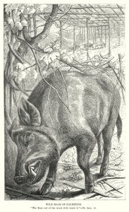 Wild Boar of Palestine by English School