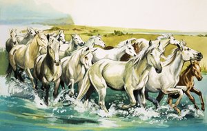 Wild Horses of the Camargue, 1971