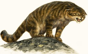 Wildcat