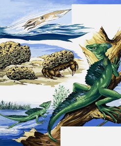 Wildlife Montage