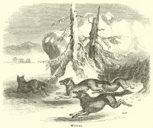 Wolves by English School