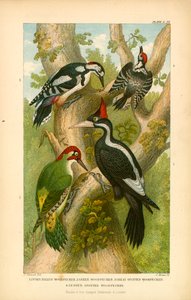 Woodpeckers by English School