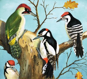 Woodpeckers