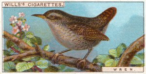 Wren