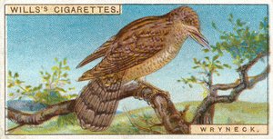 Wryneck