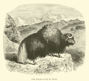 Yak of Tibet by English School